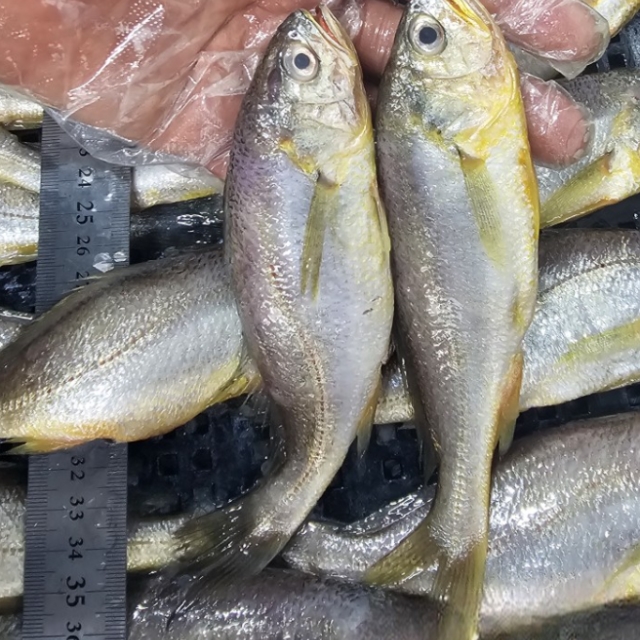 목포 생물 참조기 2kg 30미급