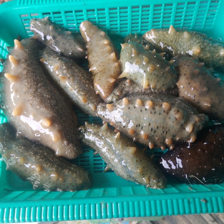 [생물발송] 국내산 자연산 활 해삼